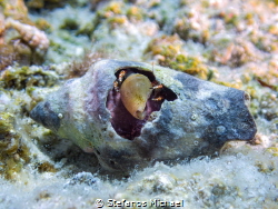 Hermit crab - Calcinus tubularis holding a gastropod by Stefanos Michael 
